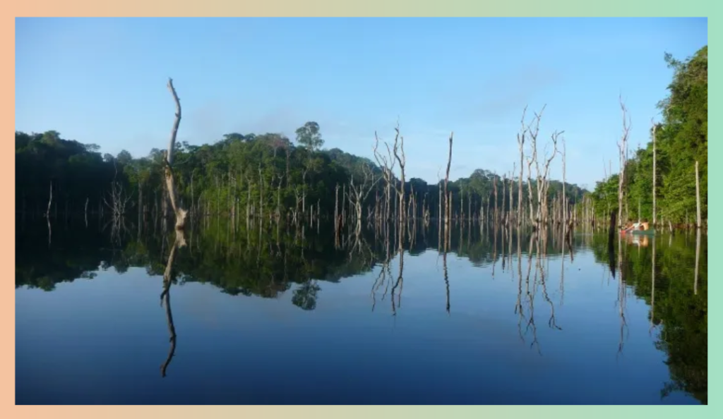 Lac aux eaux calmes et bleu miroir, arbres morts sur pied, forêt tropicale, Amérique du Sud